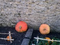 citrouilles-10 1