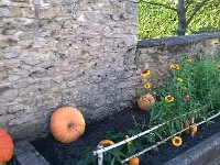 citrouilles-12 1