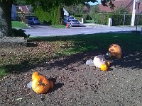 citrouilles-14 1