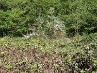 printemps201516