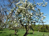 printemps201519