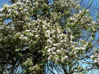 printemps201521