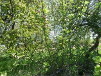 printemps201524