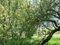 printemps201525