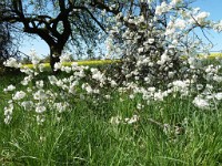 printemps201527