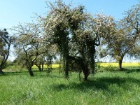 printemps201529