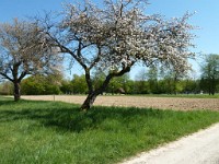 printemps201533