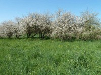 printemps201534