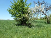 printemps201537