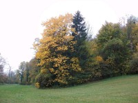 IMGP1993 1