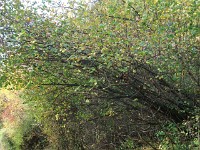 IMGP2769