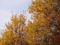 IMGP2770
