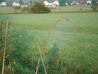 IMGP3352