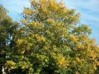 IMGP3363