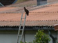 P1040622