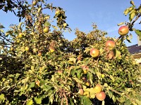 P 20180727 070620 vHDR On
