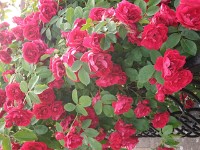 IMGP4468