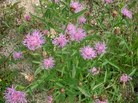 IMGP4469